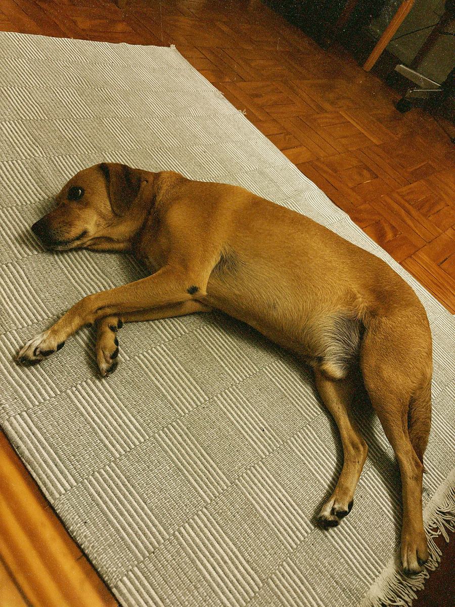 Cão caramelo descansando sobre um tapete