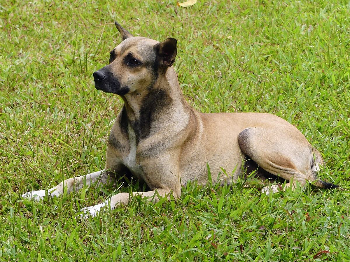 Cão caramelo deitado na grama
