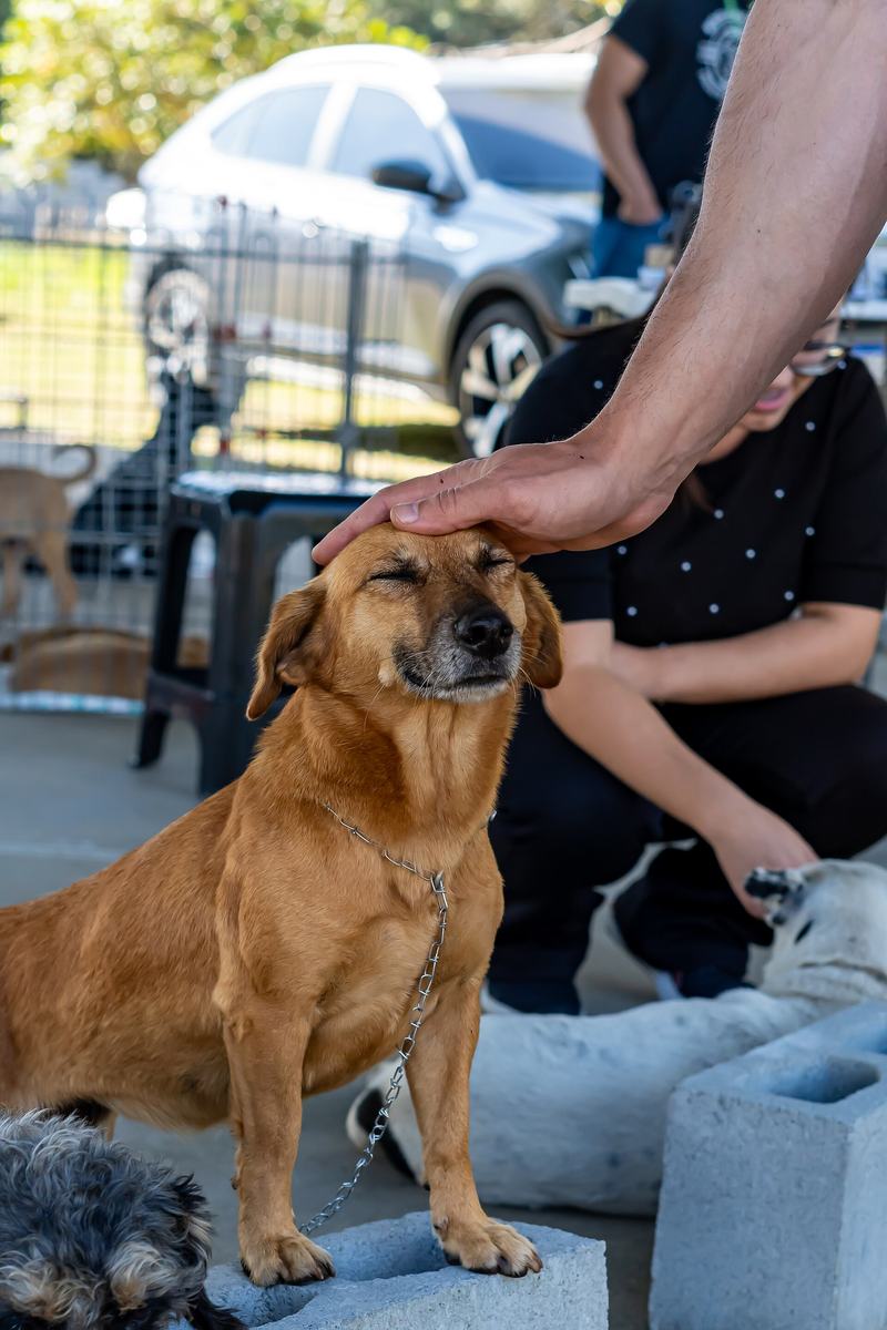 Cão caramelo recebendo carinho em uma feira de adoção