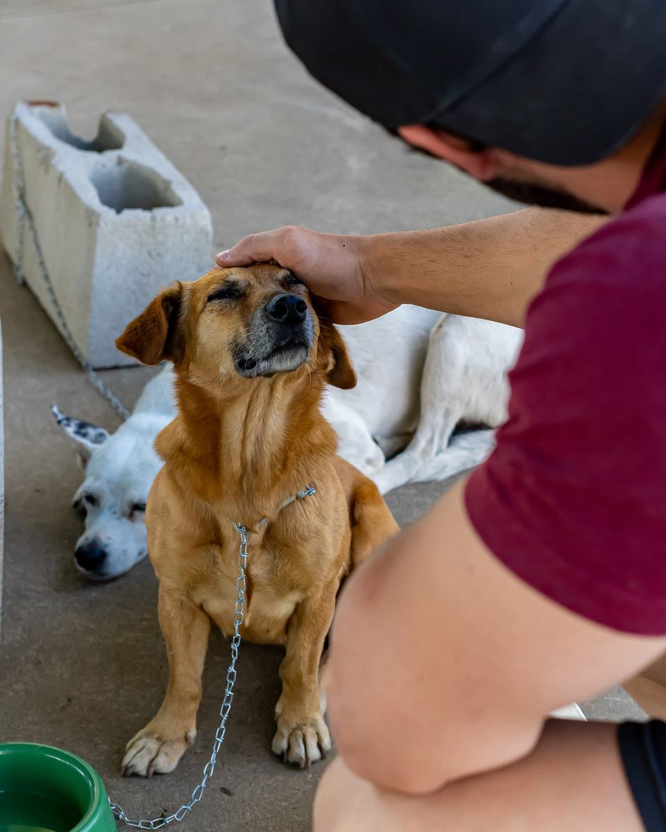 Cão caramelo de olhos fechados recebendo carinho na cabeça durante uma feira de adoção