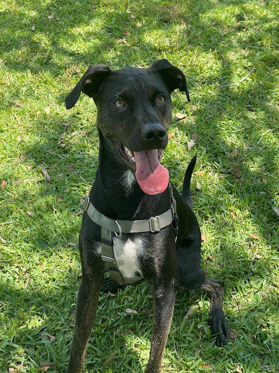 Cão preto adulto sentado na grama, de língua de fora