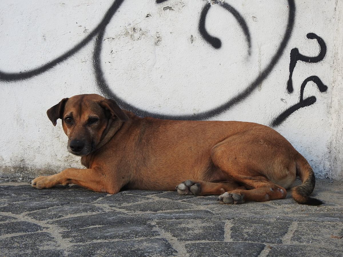 Cão vira-lata deitado no chão, olhando para a câmera